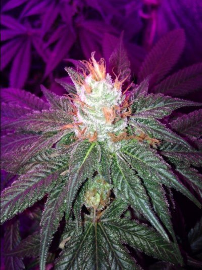 Mendo Purple X Bubba Kush