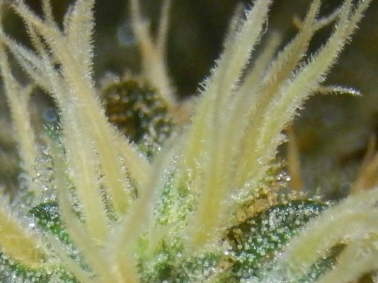 Let's See Your Frostiest Flowers