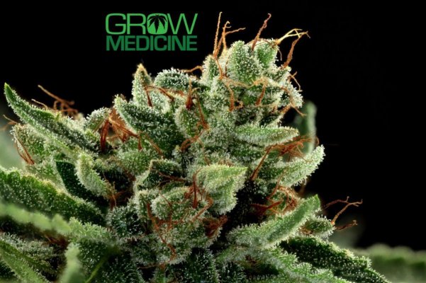 The History of OG Kush
