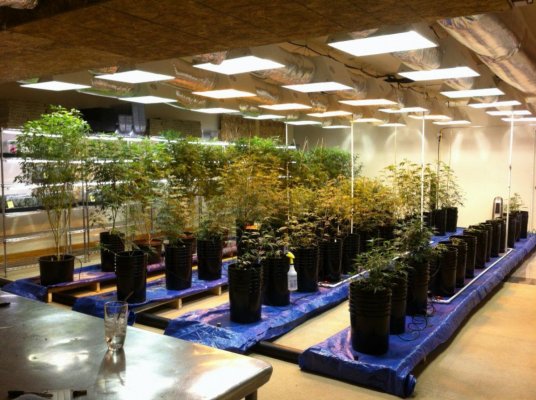 The History of OG Kush