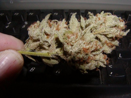 White Bx:fire Og.1.JPG