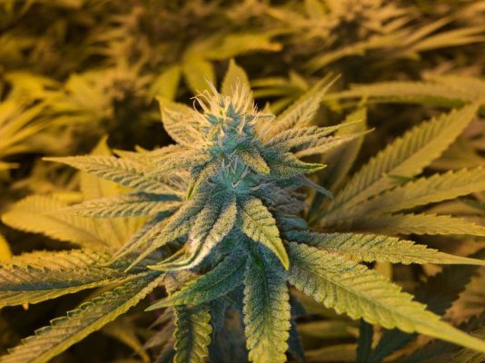 Kushman707's 4x8 Tent Grow W/ Gg#4