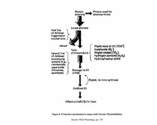 Photoinhibition pathway