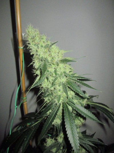 Michigan... Strains, pics, and whatever!