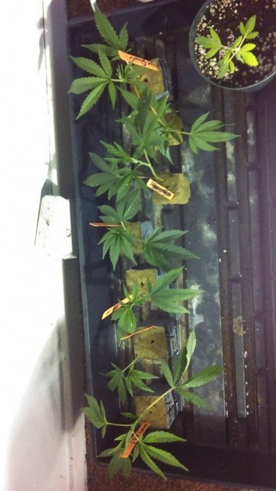 Og Kush Not Acting Right