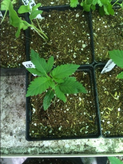 Slightly Elevated Grows
