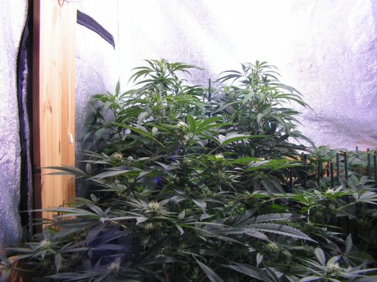 Jaws Chem Soda Og#1 And #2