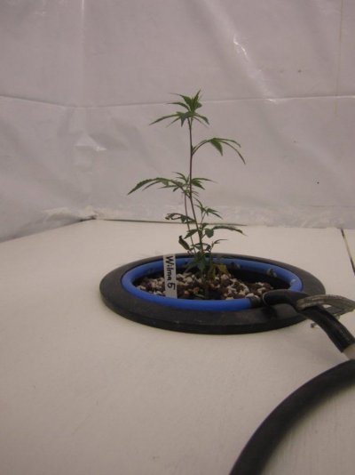 Lets Try It Again  New Improved Grow Room
