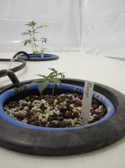 Lets Try It Again  New Improved Grow Room