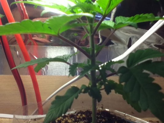 Purple Kush Journey