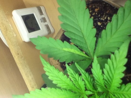 Purple Kush Journey
