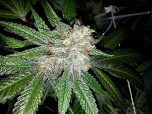 growin-with-bb-12.jpg