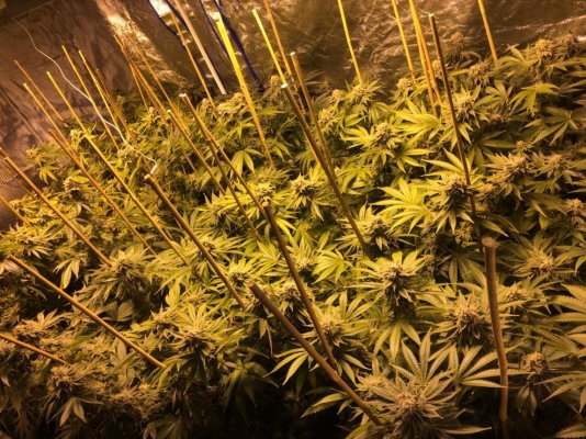 Kushman707's 4x8 Tent Grow W/ Gg#4