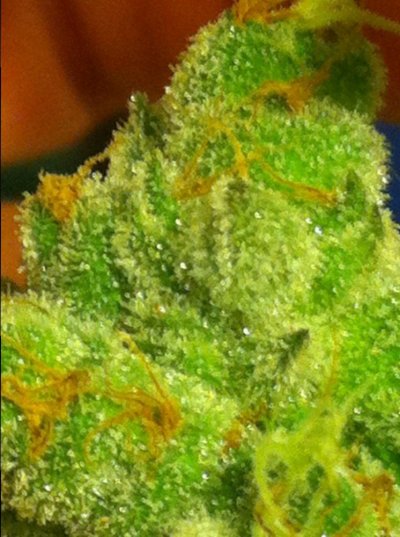 Girl Scout Cookies & Friends