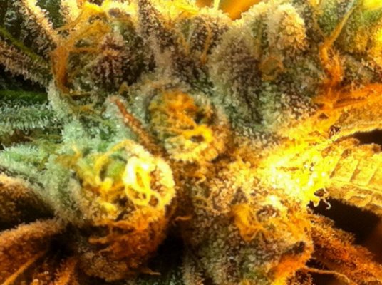 Girl Scout Cookies & Friends