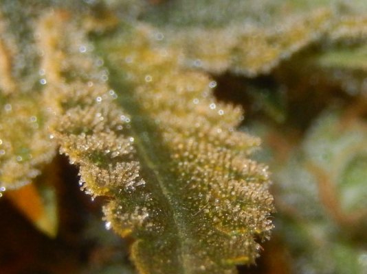 Yeti Scouts(yeti Ogxgsc Forum Cut), Push Og (bx1), Sfv Og ? Happy 2015 Come Join Me.