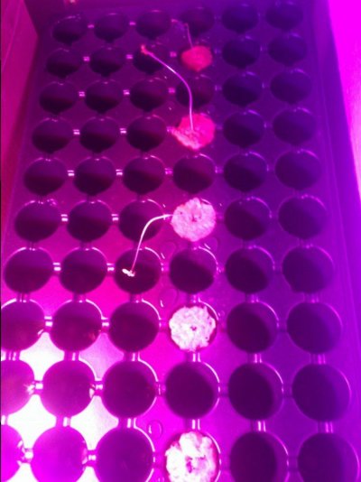 2kw Neville’s Haze - First Rdwc Grow