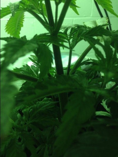 2kw Neville’s Haze - First Rdwc Grow
