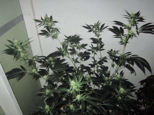 Michigan... Strains, pics, and whatever!