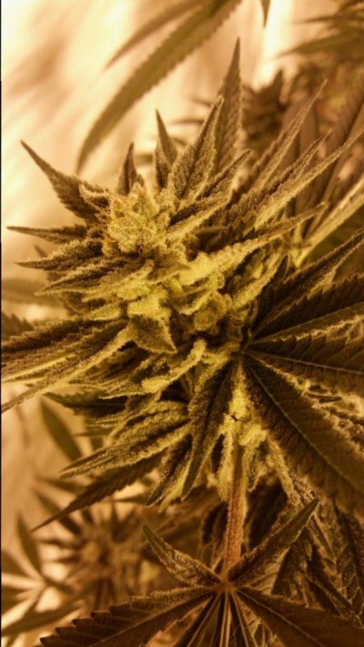 gdps-purple-dream.jpg