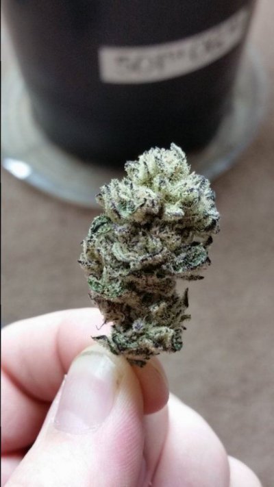 peyote-purple-3.jpg
