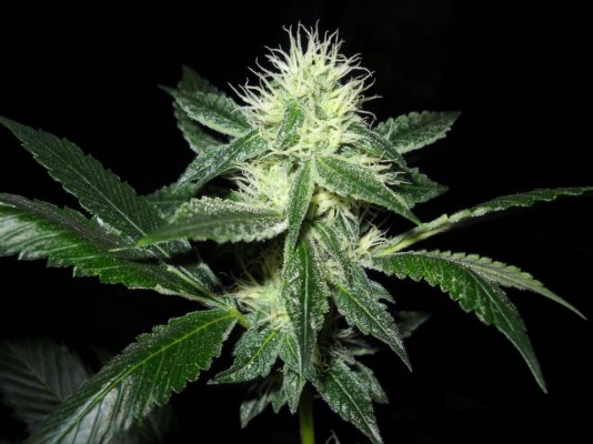 = The BEST OG Kush Clone Only=