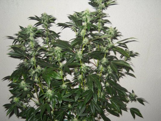 = The BEST OG Kush Clone Only=
