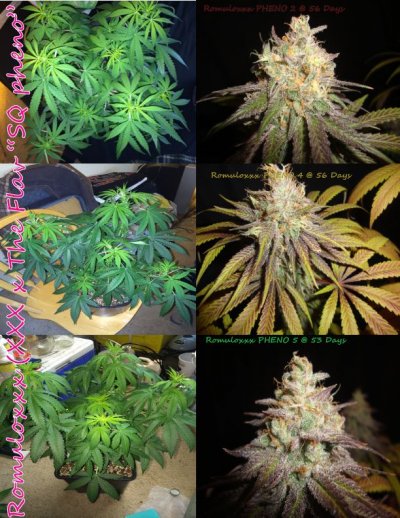 Welcome To The Inferno- Cbdemon Grow 2015