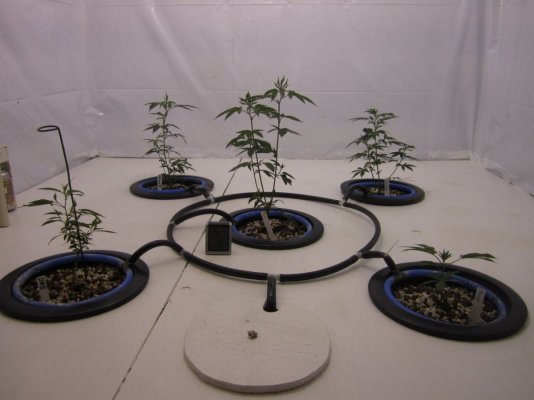 Lets Try It Again  New Improved Grow Room