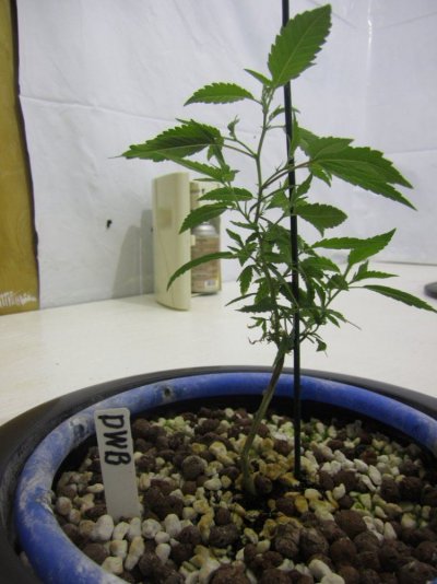 Lets Try It Again  New Improved Grow Room