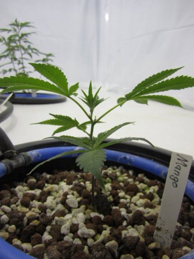 Lets Try It Again  New Improved Grow Room