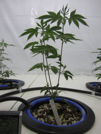 Lets Try It Again  New Improved Grow Room