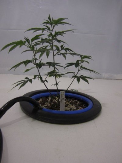 Lets Try It Again  New Improved Grow Room