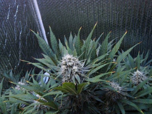 Vpd   (vapor Pressure Deficit) What It Means To My Plants