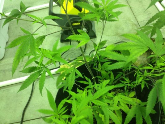 Getto Trees Part 2
