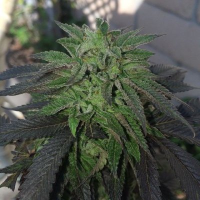 Welcome To The Inferno- Cbdemon Grow 2015