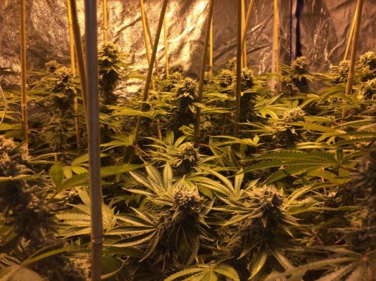 Kushman707's 4x8 Tent Grow W/ Gg#4