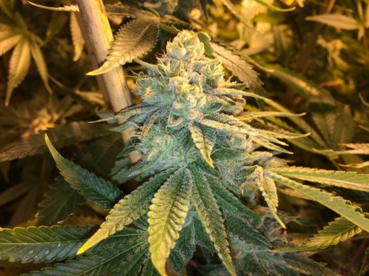 Kushman707's 4x8 Tent Grow W/ Gg#4
