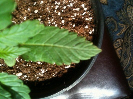 new-indoor-grower-2.jpg