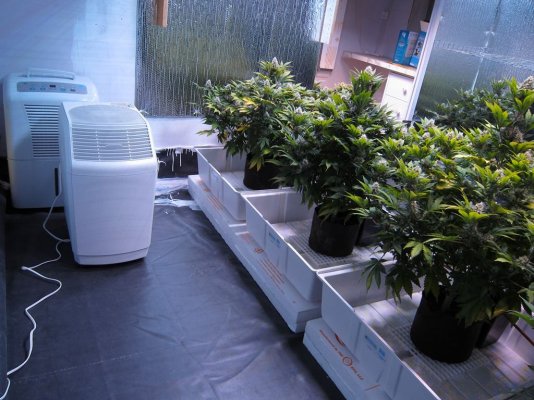 Vpd   (vapor Pressure Deficit) What It Means To My Plants