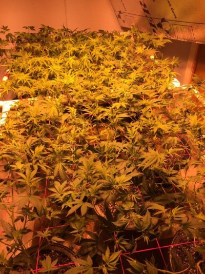 1st Scrog Grow (sour Diesel, Blueberry Diesel)