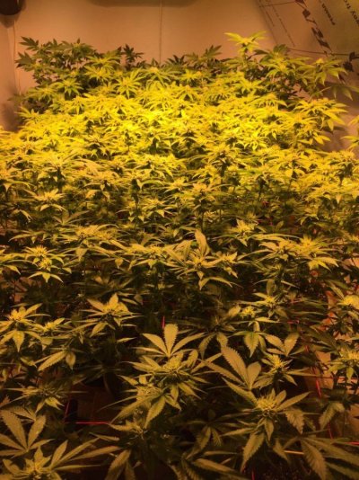 1st Scrog Grow (sour Diesel, Blueberry Diesel)