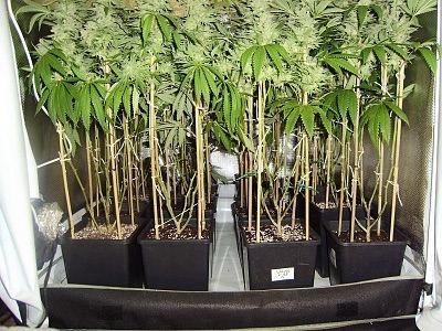 The Uk Awesome Member And Growers Thread