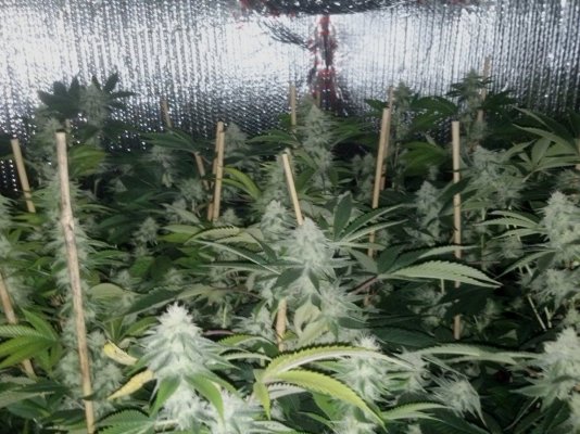 Demontrichs indoor grow 2 Demontrichs indoor grow 2
