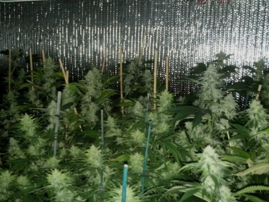 Demontrichs indoor grow 3 Demontrichs indoor grow 3