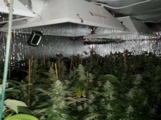 Demontrichs indoor grow 4 Demontrichs indoor grow 4