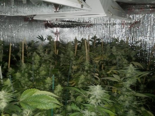 Demontrichs indoor grow 5 Demontrichs indoor grow 5