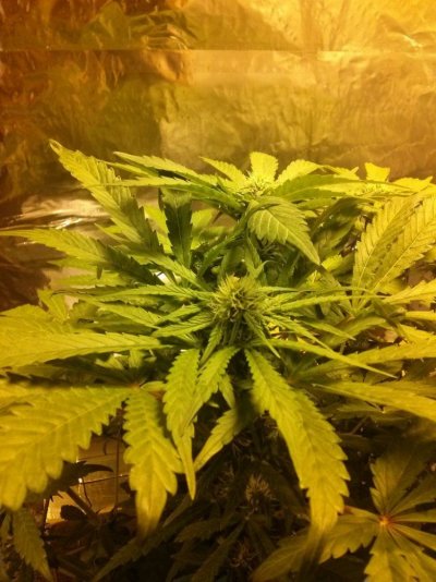 First Dwc Grow, What Ya Think So Far?
