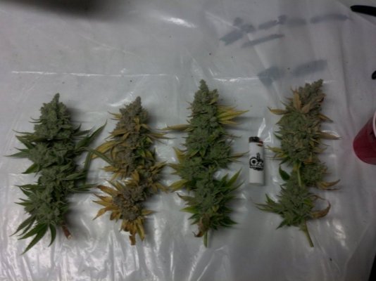 Gorilla glue4