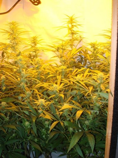 Medical Grow – Coco, 1200w. [Himalayan Gold & OG Kush]